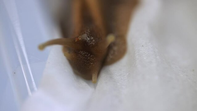 A macro clip of a miniature red headed  fly sitting on the head of giant snail