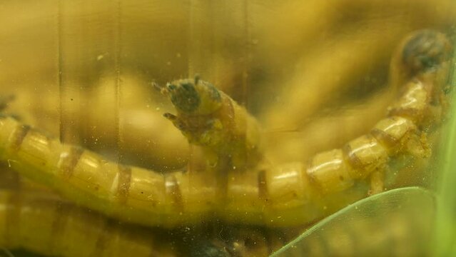 A macro of a container of green headed zophobas worms eating rotting slimy food