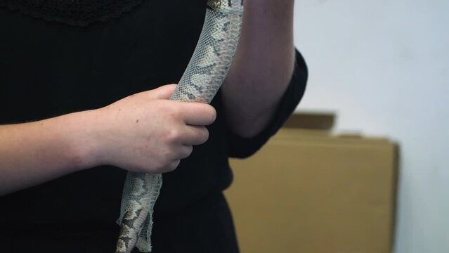 Slow Motion of a lady holding a snake as she helps it shed its skin