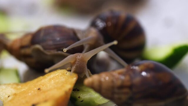A walk of slimy giant land snails gather on a discarded piece of rotting fruit