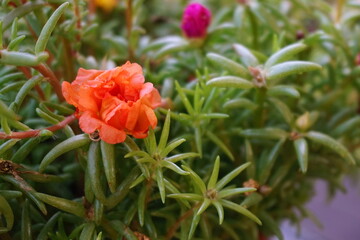 Orange Portulaca Bloom