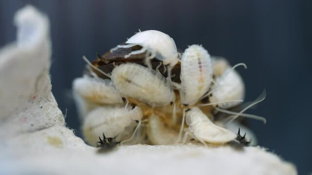 A litter of hatched Madagascan Hissing Cockroaches crawl all over their mother