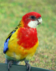 Eastern rosella bird in a garden