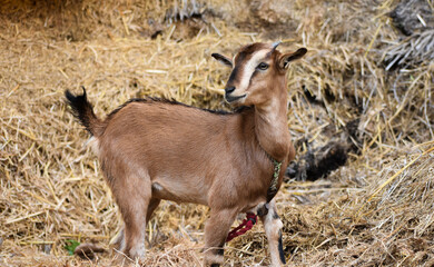 Nigerian Dwarf Goat (Capra Aegagrus Hircus) in a field in India.