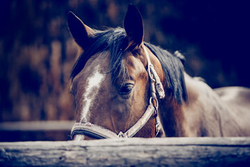 Portrait of a bay horse with a white stripe on the muzzle, walking in the levada.