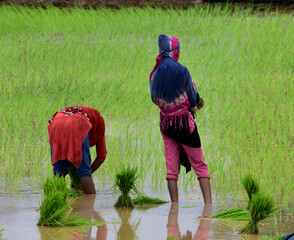 Surajpur, Chhattisgarh / India- July 13, 2022: Group of Indian farmers working in a paddy field in Kharif season.
