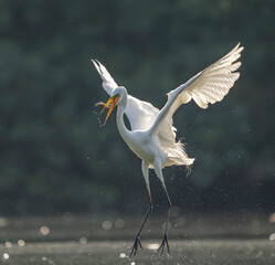 Great egret on the lake eating loach