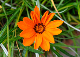 orange and coffee flower with green leaves