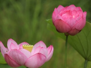 池に咲く蓮の花が綺麗