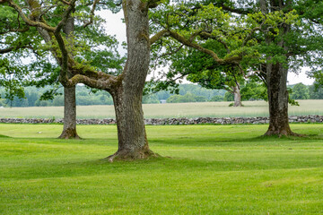 Fototapeta na wymiar Stately old trees on a manicured lawn in front of an old stone wall and an agricultural field.