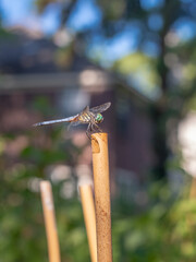 A dragonfly perched on a bamboo garden stake and enjoying the early morning sun in the garden.