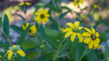 Obraz premium A member of the aster family, Berlandiera texana brightens the garden with its cheerful yellow blooms.
