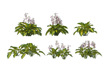 Flowers on a white background