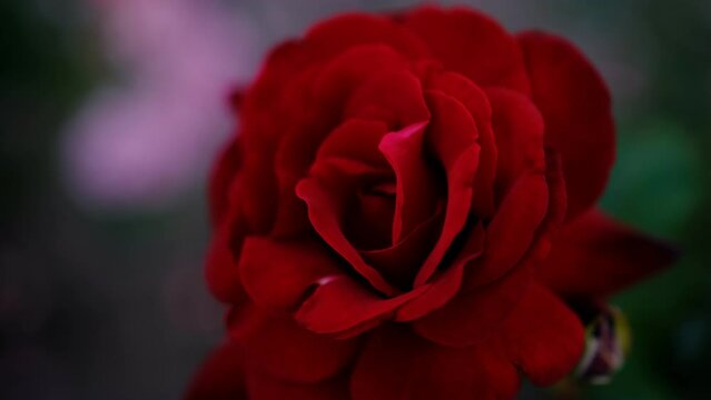 Blured close up beautiful dark red Rose