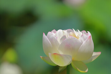 Fototapeta premium ハス