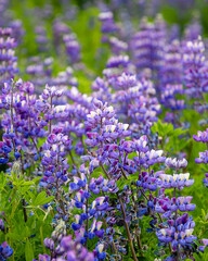 Beautiful blue-purple lupine wildflowers blooming in a meadow, as a nature background