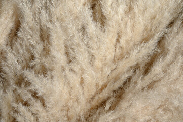 Fluffy plant nature background. Spikelets collected on the field