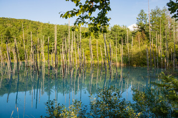 水面に映る雑木林　青い池

