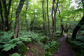fern and mossy trees in wild forest