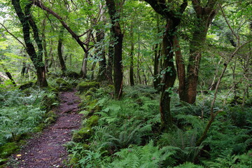 fern and mossy trees in wild forest
