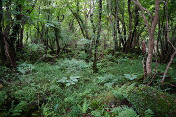 dense primeval forest in mid-summer