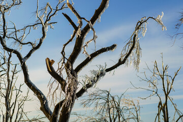 Winter landscape with tree trunks and branches in the ice