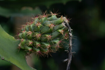 Pitahaya or dragon fruit, the striking exotic fruit