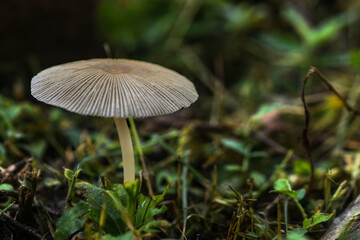 Mushroom on forest floor 