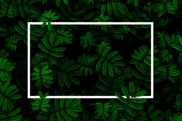 green abstract texture with dark light, natural background, tropical leaves in Asia and Thailand....