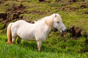 Beautiful white horse on the green field in Iceland