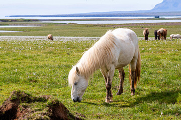 Obraz premium Beautiful white horse on the green field in Iceland