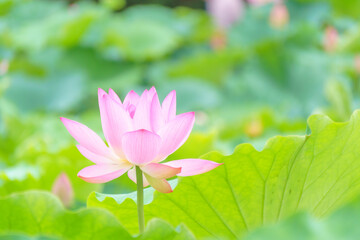 Fototapeta premium ピンクのハスの花