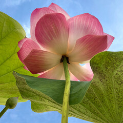 lotus flower on sky