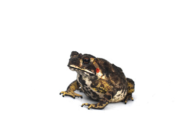 frog isolated