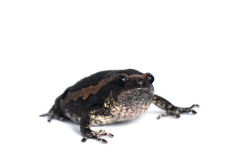 toad isolated on white background