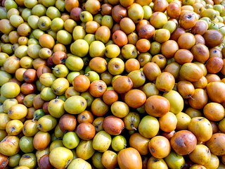 Ziziphus mauritiana, also known as Ber, Chinee Apple, Jujube, Indian plum and Masau is a tropical fruit tree species belonging to the family Rhamnaceae.