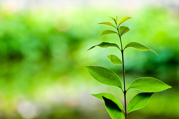 Obraz premium leaves of the sun