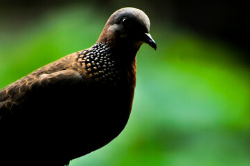 close up of a dove is restting on the wooden fence  