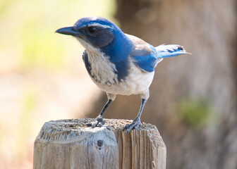 blue jay on a branch