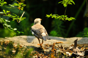 a bird on the rock