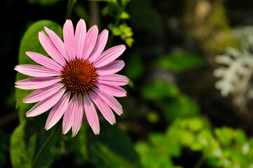 Obraz premium blossoming pink dahlia