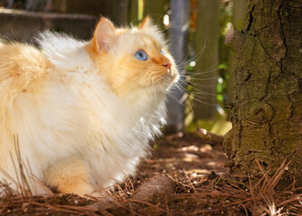 Cute Birman cat with ruffled fur sitting under a tree