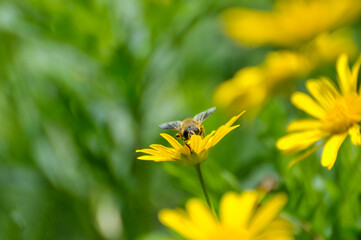 bee on yellow flower