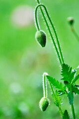 blossoming poppy flowers