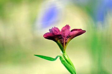 Blossom purple gladiolus flowers	