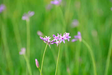 blossoming pink small flowers in spring