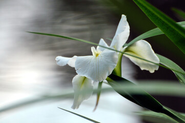 Blossom purple gladiolus flowers	