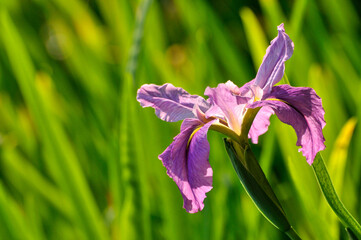 Blossom purple gladiolus flowers	