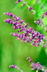 pink lavender flowers in the garden