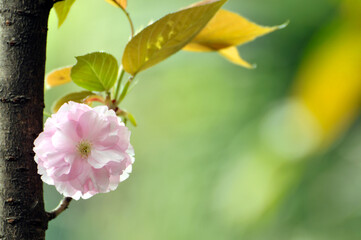 Pink cherry flower blossom